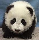 SadPanda's picture