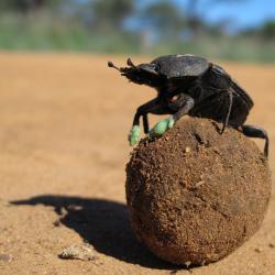 BigSchlanka's picture