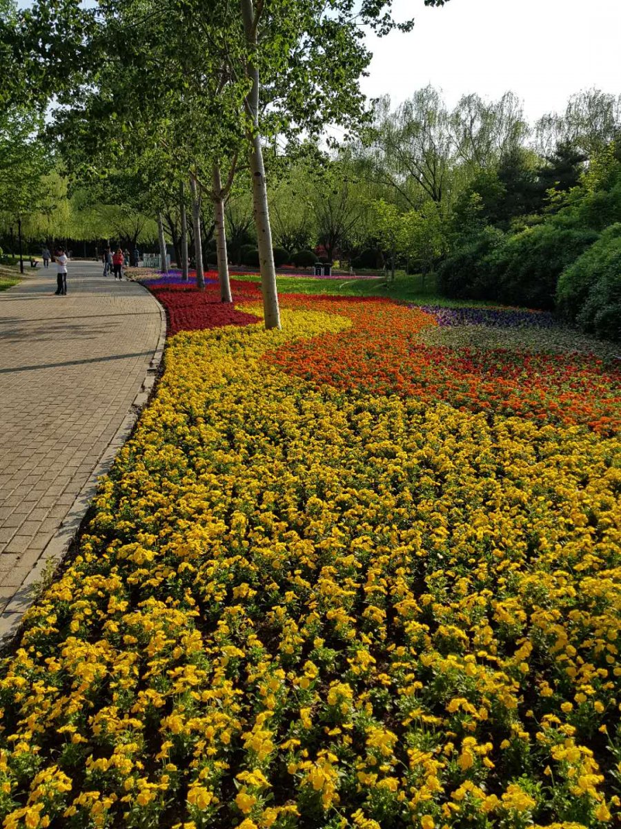 Chaoyang Park has some of the best-preened green spaces in the city