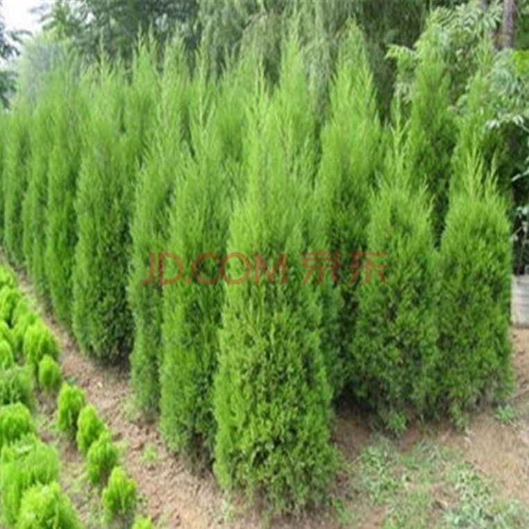 Real, actual trees (on the Internet)