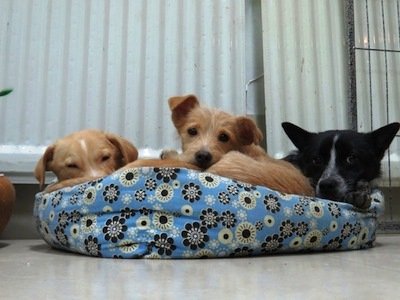 George, George Jr., and Rascal