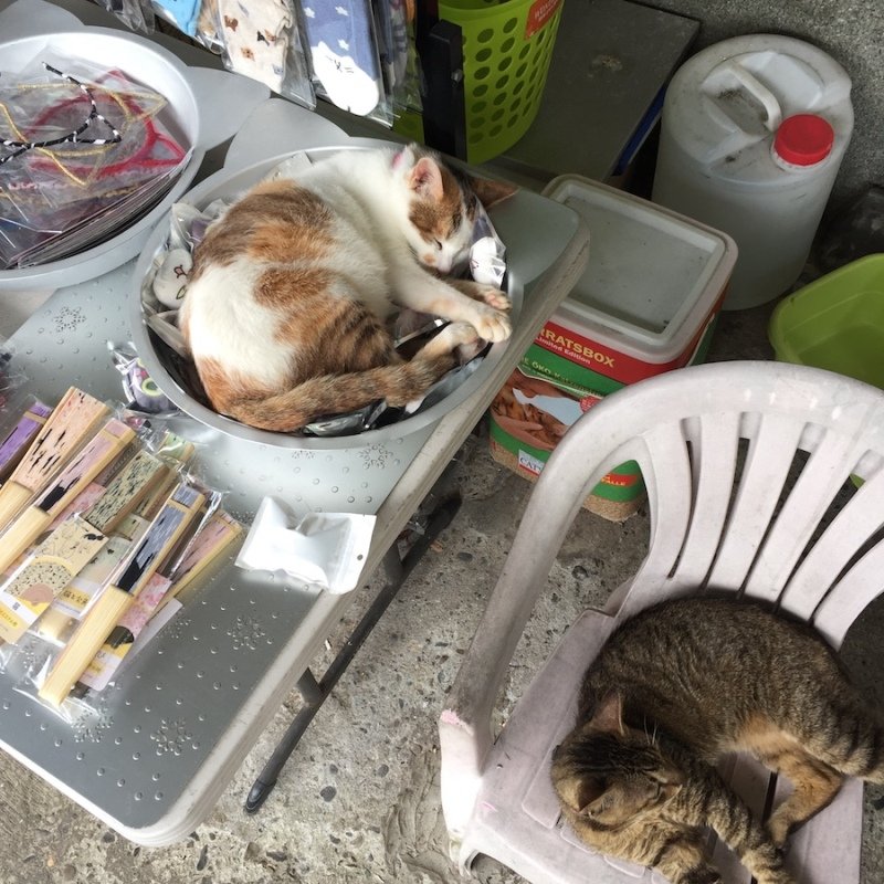 Cats relax in the Houtong Cat Village