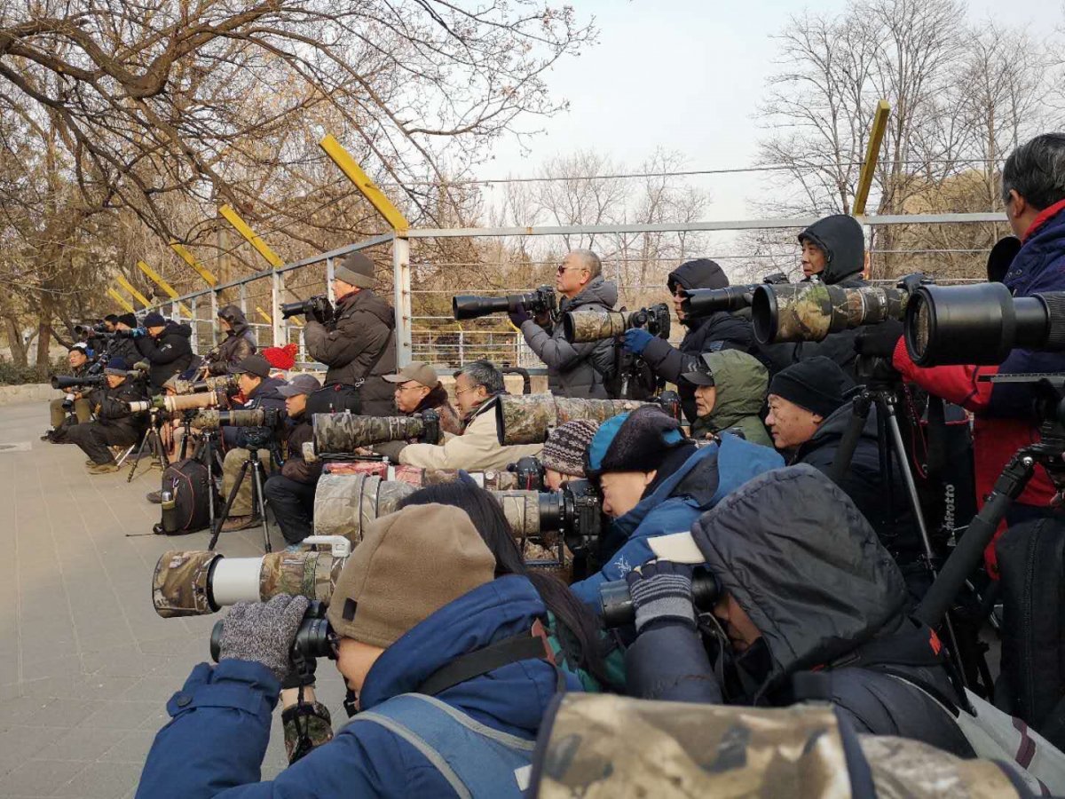 Birdwatchers gather at Beijing Zoo for the rare bird sighting