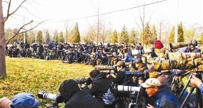 The last European robin sighting in Beijing, in 2014, attracted huge crowds
