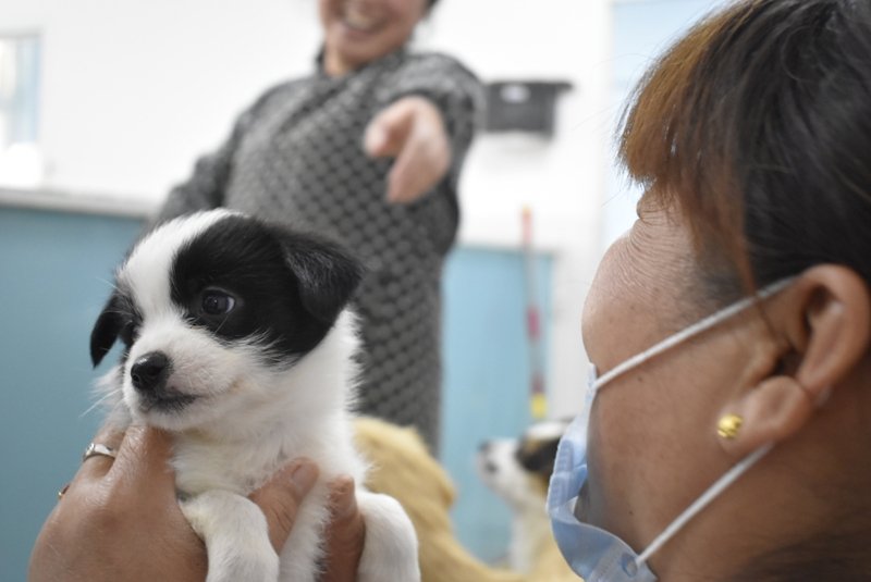 A pooch gets a once-over before adoption at the Little Adoption Shop