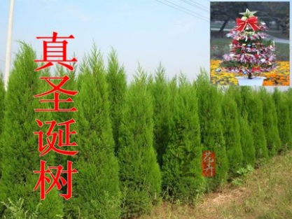 where to buy real and fake christmas trees in beijing where to buy real and fake christmas trees in beijing