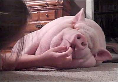 If he wasn't asleep, this pig would be saying "哼哼 hēnghēng"