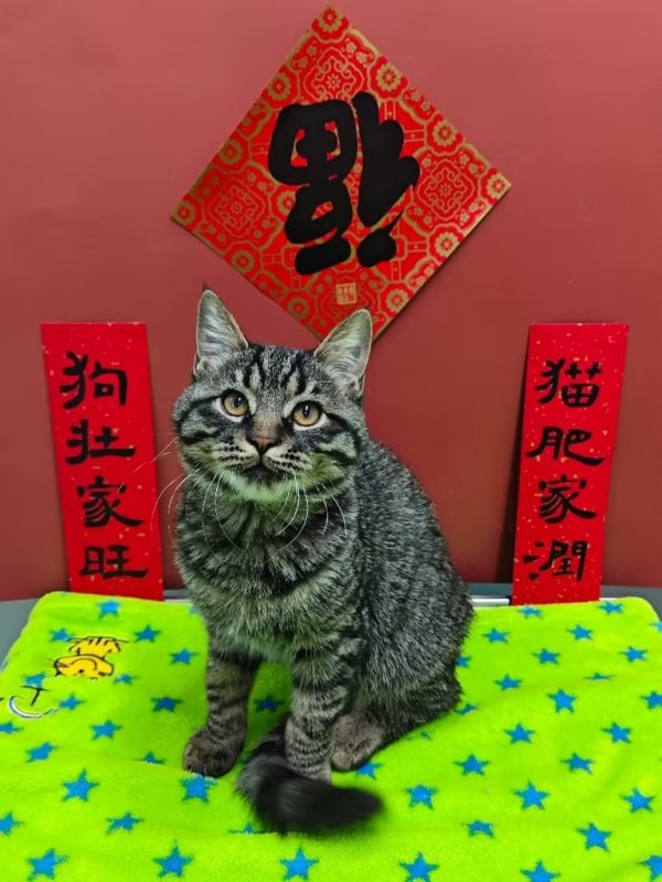 ICVS welcomes you and your pets to celebrate Chinese New Year with friends and pet lovers! Feb. 8, 2026, 2-5PM. This event is FREE!