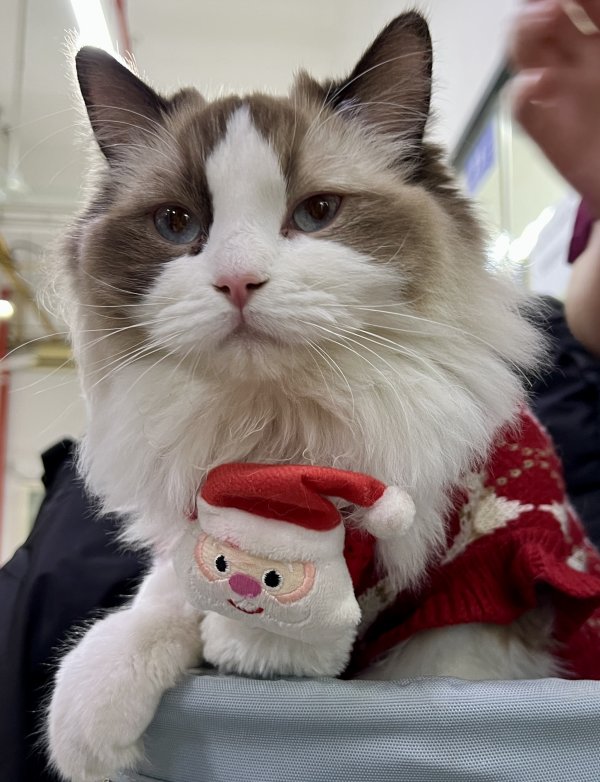 ICVS 2025 Christmas Party For Pets & Their People - Dec. 6th, 2-5PM Celebrate the holidays at ICVS with a party for pets, owners, pet rescuers and pet lovers. Everyone is welcome!