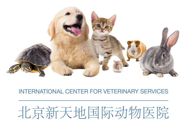 ICVS shares how to prepare pets for export with our free, online "Departing from China With Pets" information sessions!