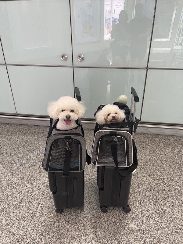 ICVS "Departing From China With Pets" FREE Online Information Session - Aug. 30, 2025, 11AM