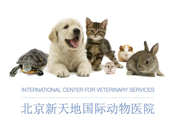 Taking pets overseas is clear and smooth with the help of the pet relocation experts at ICVS! 