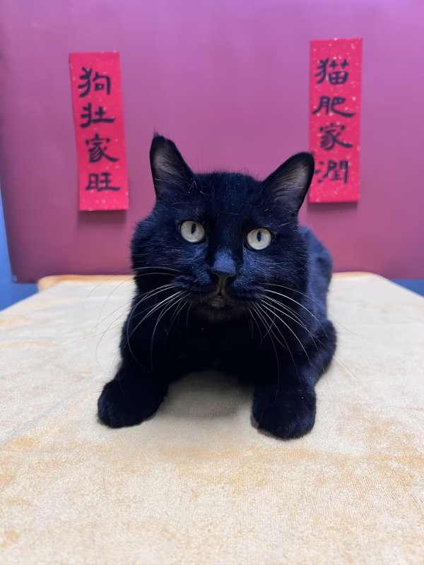 ICVS Departing from China with Pets - FREE Information Session, Feb. 8, 2025 Newest 2025 Pet Export Requirements At the ICVS "Departing from China with Pets" Information sessions!