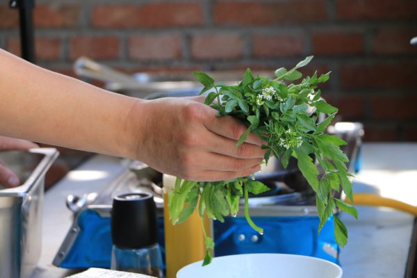 Seasonal Wild Vegetables at Mutianyu