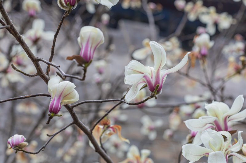 magnolia donghuamen uni 8753