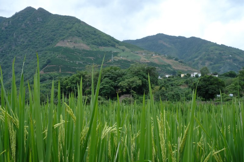 Maturing rice in Pingzhai Village