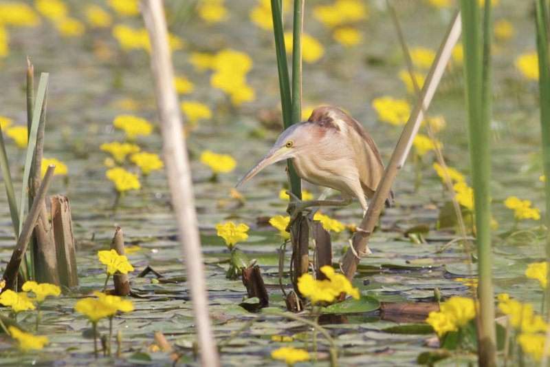 Red-flanked Bluetail – Wild Beijing 北京自然