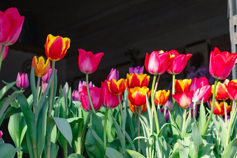 tulips botanical garden uni 3178