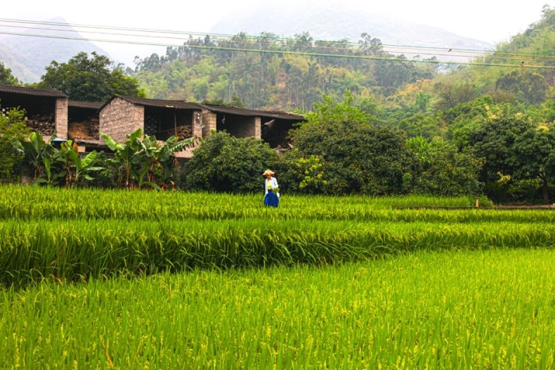 Woman working in rice paddies in Pingzhai
