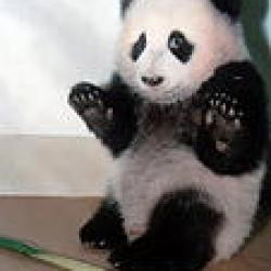 pandaroo's picture