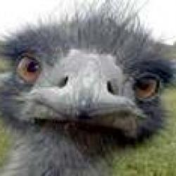 Emu's picture