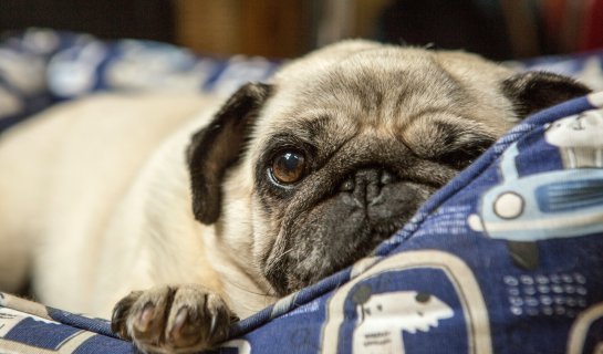 Beijing News: Insect Museum &amp; Updated Dog Ownership Regulations