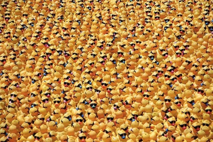 Crazy Music, Crazy Ducks