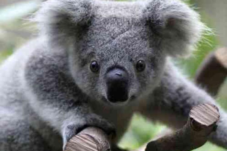 Talking Pints: Koala Bears, Crowning Miss Kriek and Jam Afreeca