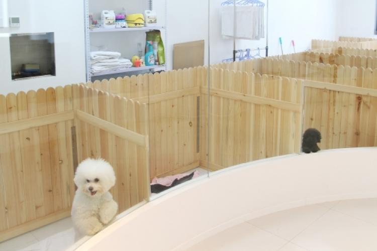 Noble Pets: Sanlitun&#039;s Latest Spot for Pampering Your Pooch