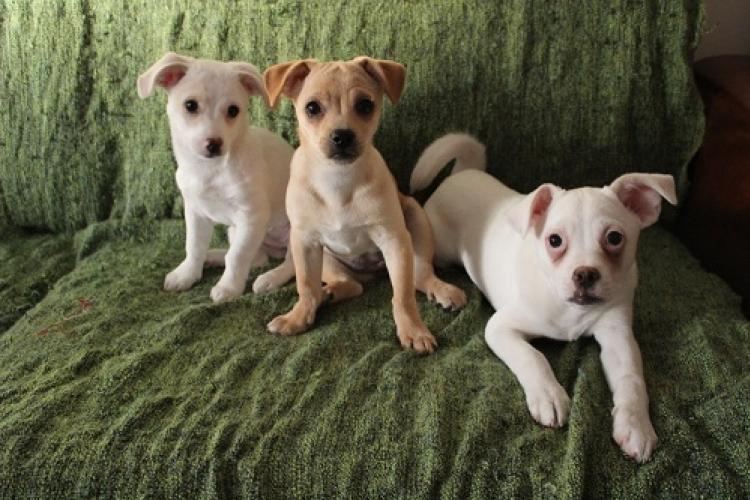 Adopting Pets in Beijing: What You Should Know