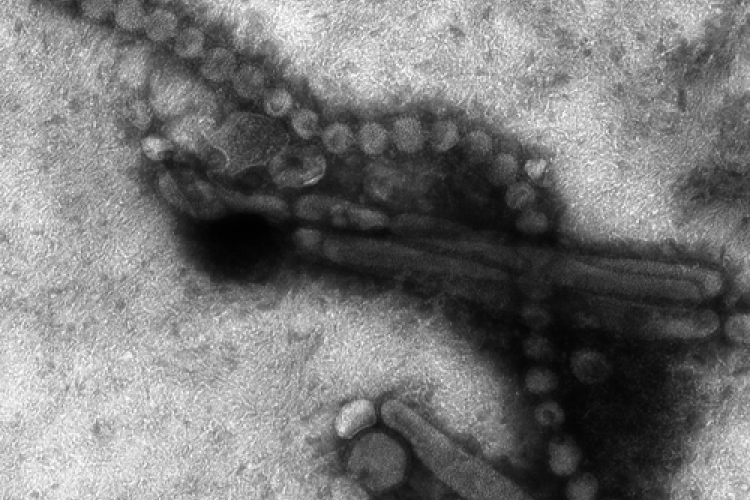 Year of the Bird: First 2014 Case of H7N9 Confirmed in Beijing