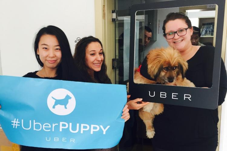 UberPuppies Can Make This Beautiful Day Even Better, Today Only: Between 12-4pm