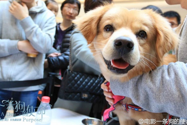 China Box Office: &#039;A Dog&#039;s Purpose&#039; Bites &#039;Logan&#039; in Weekend Ticket Sales