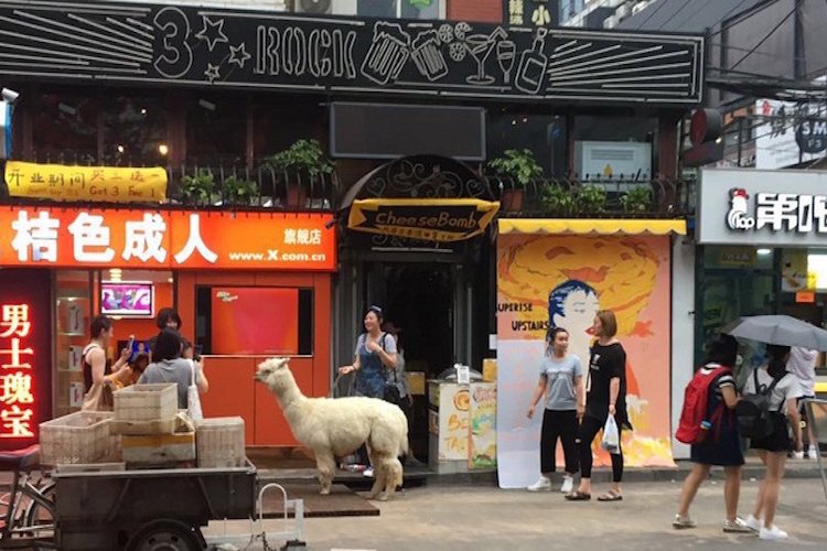 Street Eats: Alpacas and Egg Tarts At Cheese Bomb, Sanlitun Nanjie 