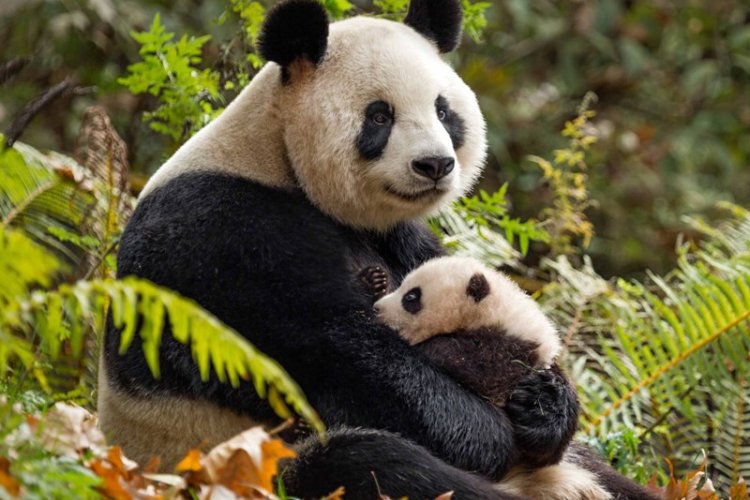 Go and See These Two Inifinitely Cute and Life-Affirming Films Out Today in Beijing