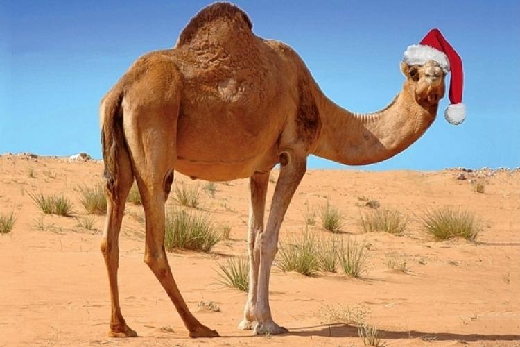 Caravan Rings in the Season with A Moroccan Lunch and Dinner Festivus, Dec 24 and 25
