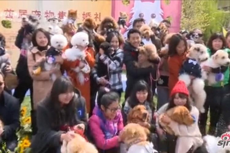 Got a Minute? Watch 21 Dog Couples Tie the Knot in Beijing