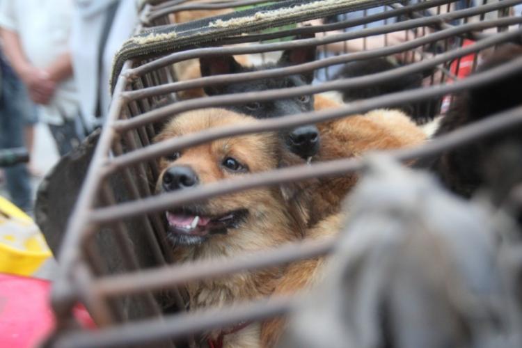 Dog Meat Culture vs. Modern Society in China