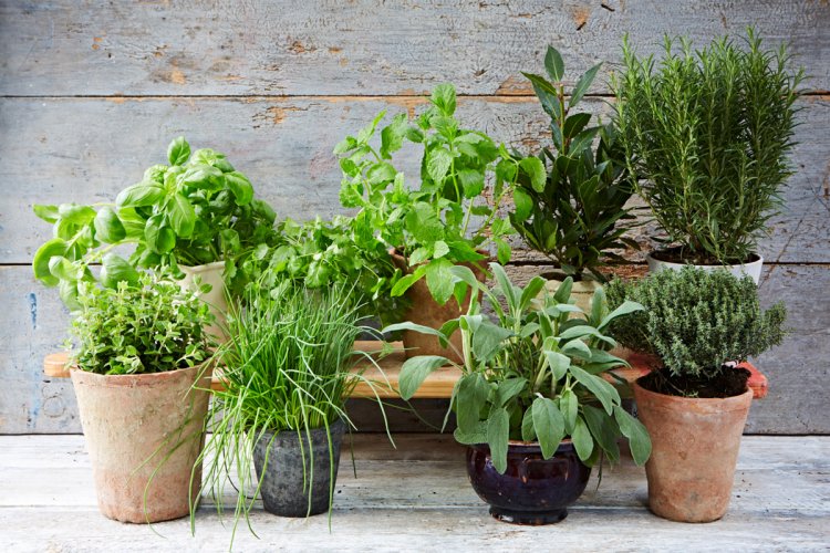How to Transform Your Bare Balcony Into a Leafy Farm-to-Table Garden