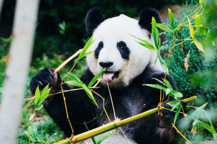 Beijing Zoo Reopens Public Areas Today