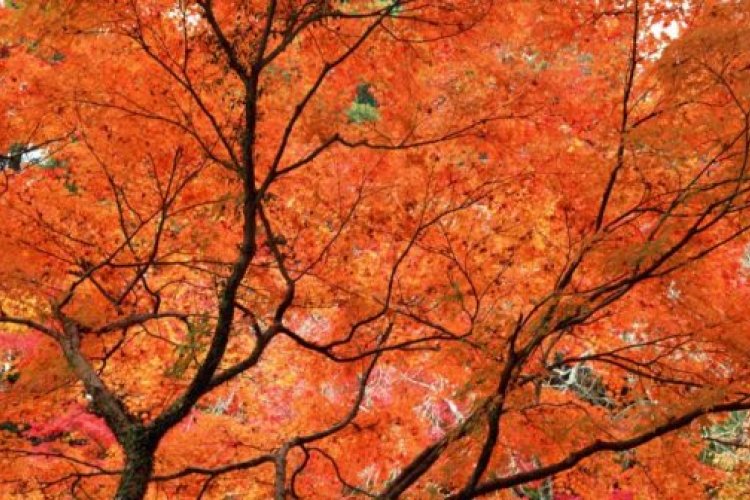 Red, Gold, and Orange: 13 Places to Watch Fall Leaves Change (Pt. 1)