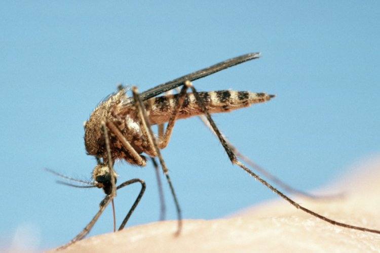 So Long Sucker: Swatting the Myths About Mosquitoes