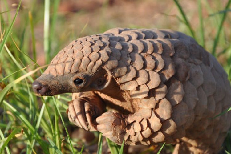 Trending in Beijing: Pangolin Scales Dropped From TCM and the Baijiu-Fueled Punch That Downed a Plane