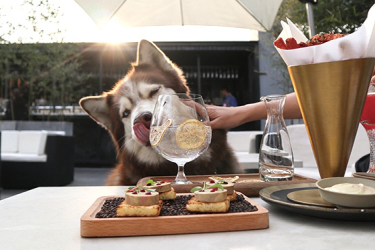 Dogs Days of Summer: Lap Up the Sun With Penny&#039;s Top Pup-Friendly Beijing Venues 2021