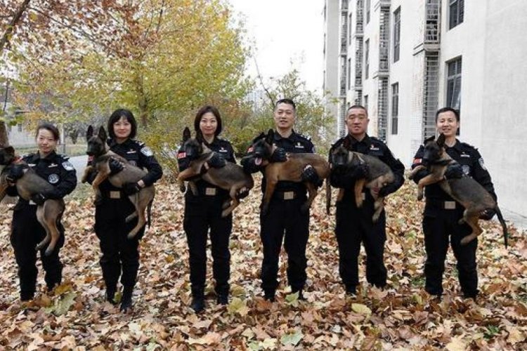 Who&#039;s a Good Clone? Six K-9 Copies Join Beijing&#039;s Police Force