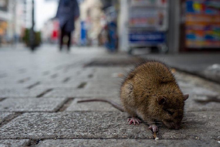 Rats! How One Vermin Came to Incur Both Reverence and Contempt Across Different Cultures