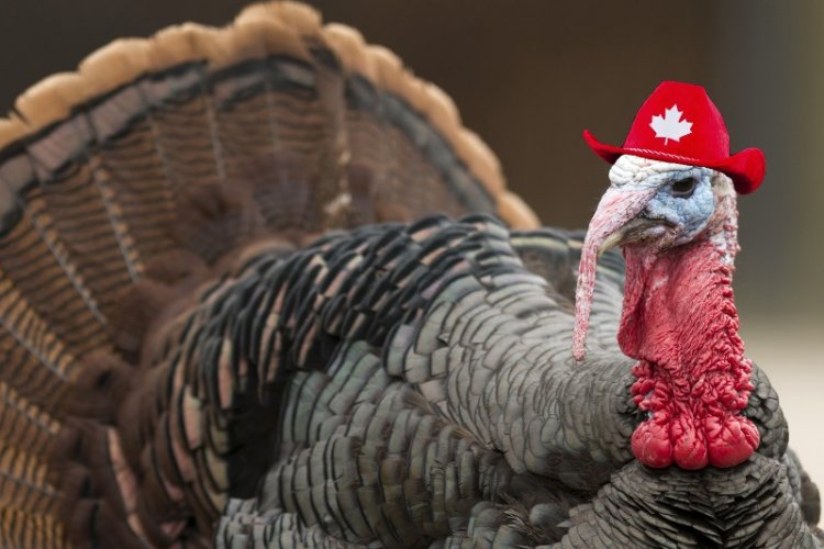 Pass the Stuffing, Hoser: Canadian Thanksgiving is Coming to Beijing