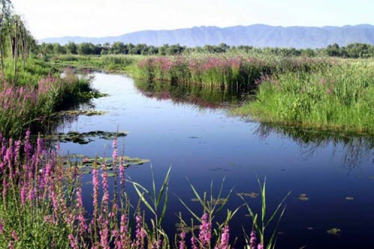 Escape the Confines of the City with Bird Watching and Boating at Hanshiqiao Wetland Nature Reserve