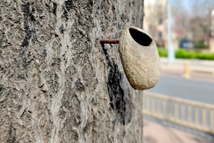 The Beijing Mystery of a Moth, a Wasp, and a Strange Thing Nailed to a Tree