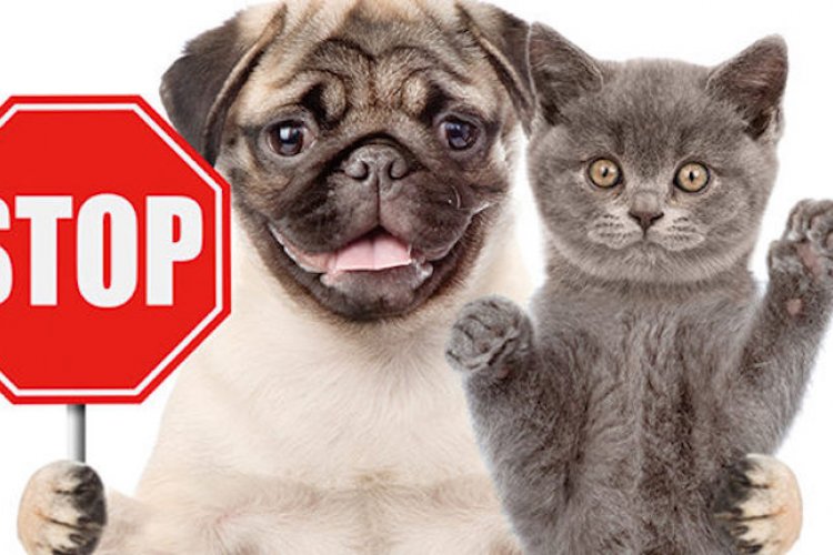 Furry Situations: Important Rules Regarding Pet Ownership in the Capital